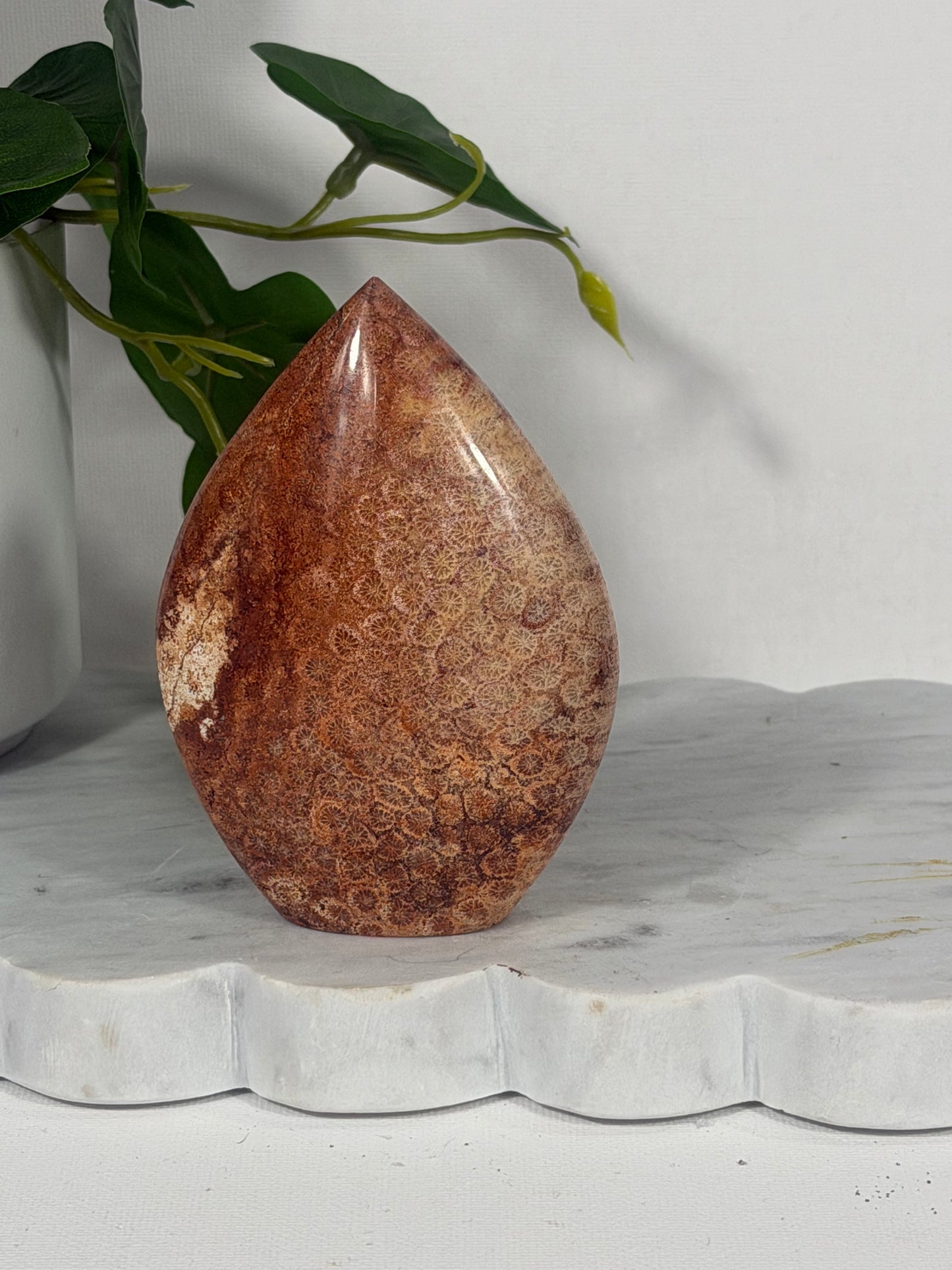 Red Coral Fossil Freeform