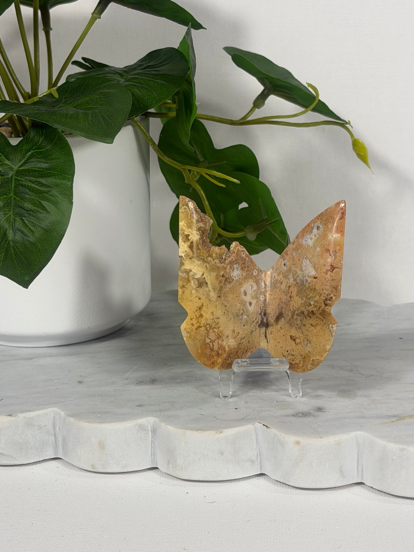 Crazy Lace Butterfly