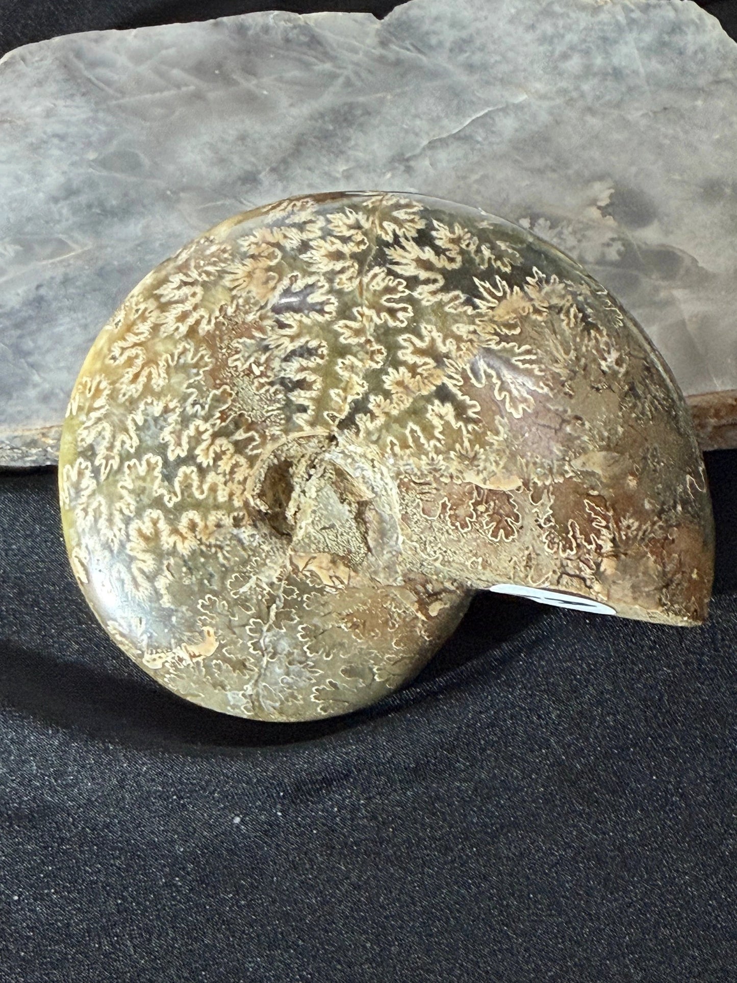 Ammonite Fossil Specimen, Coiled Ammonite Shell In Matrix, Hand Sample by Heartstone Sanctuary