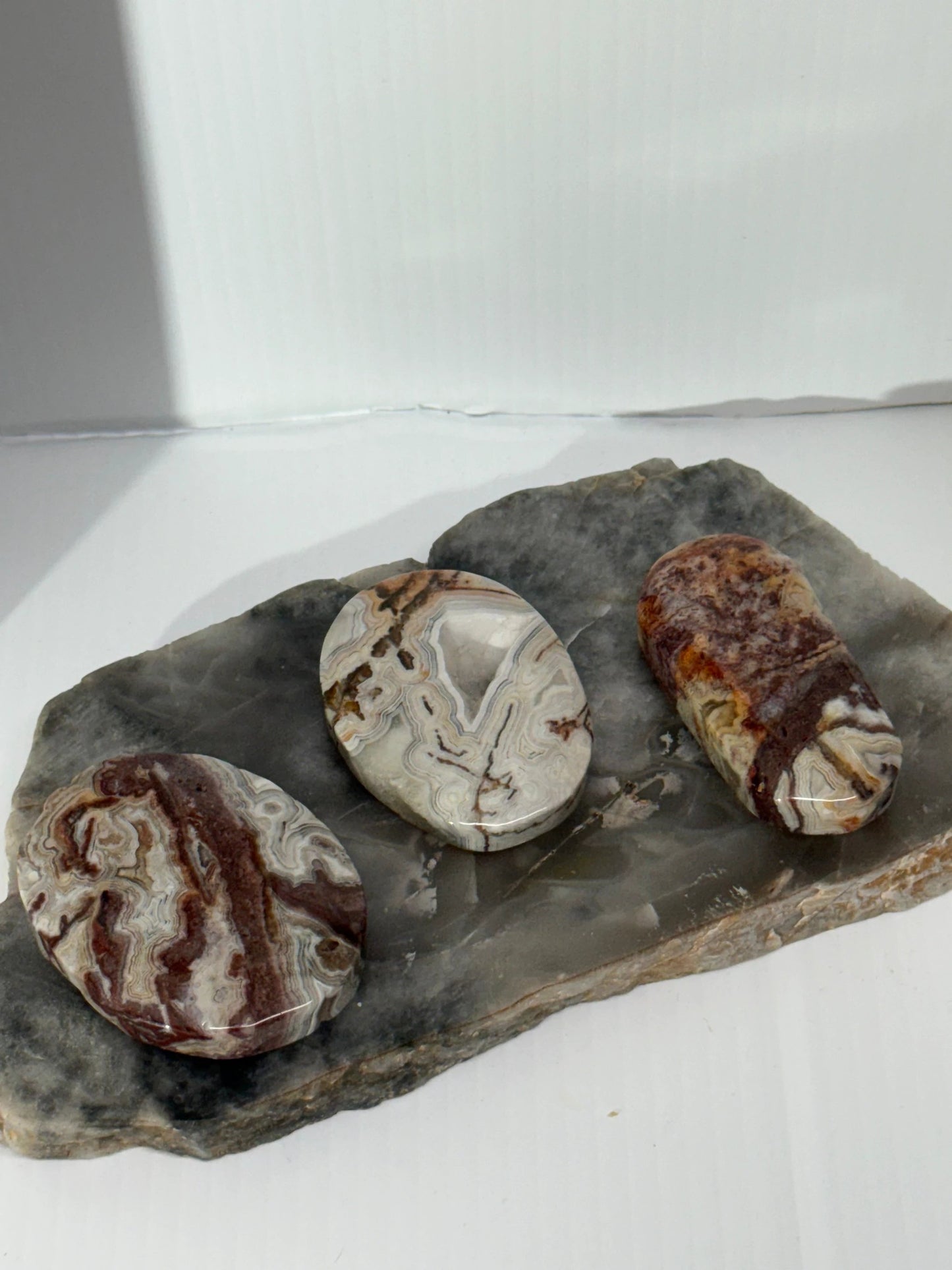 Mexican Agate Palm by Heartstone Sanctuary