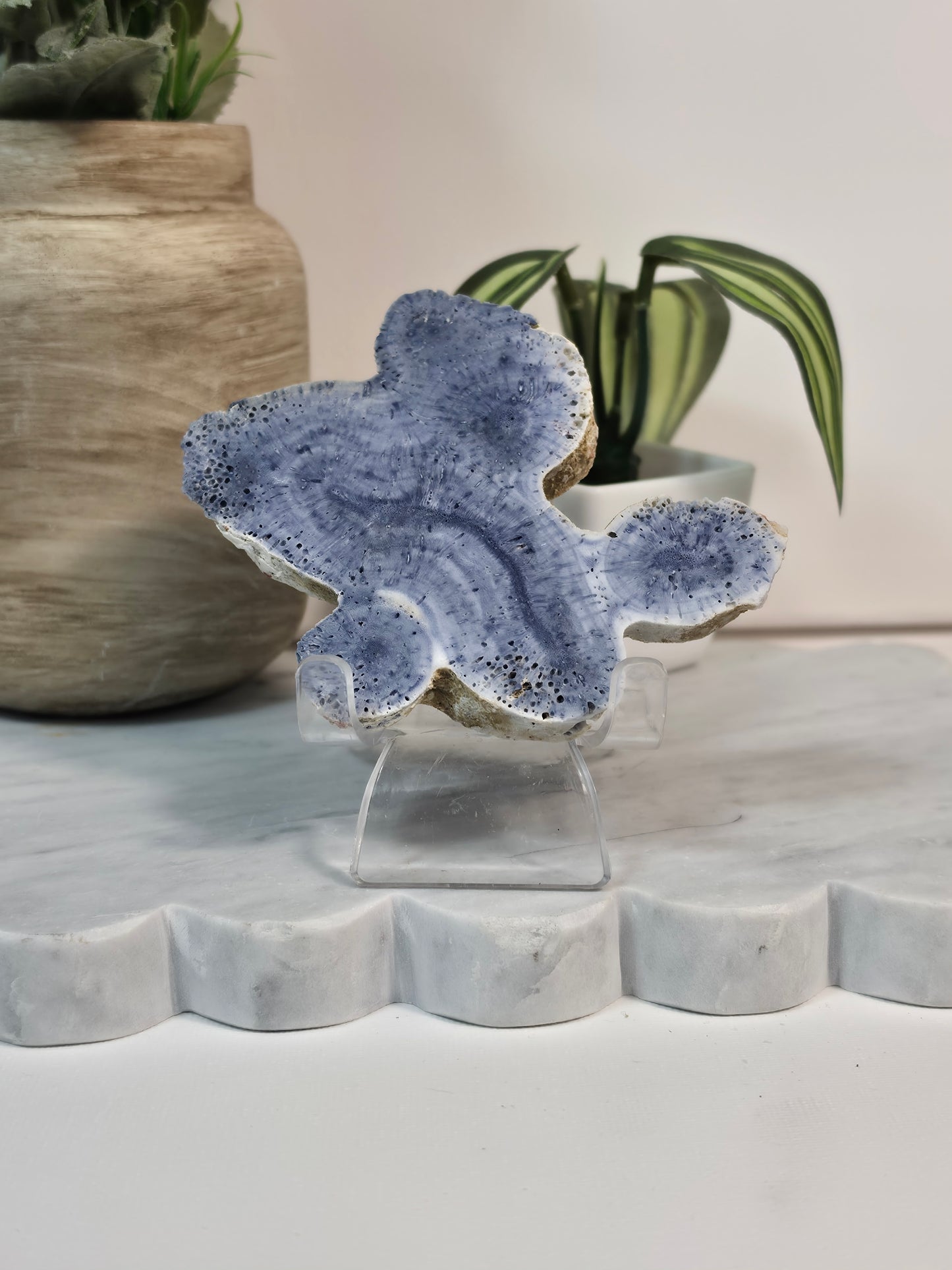 Blue Coral Fossil - 25A