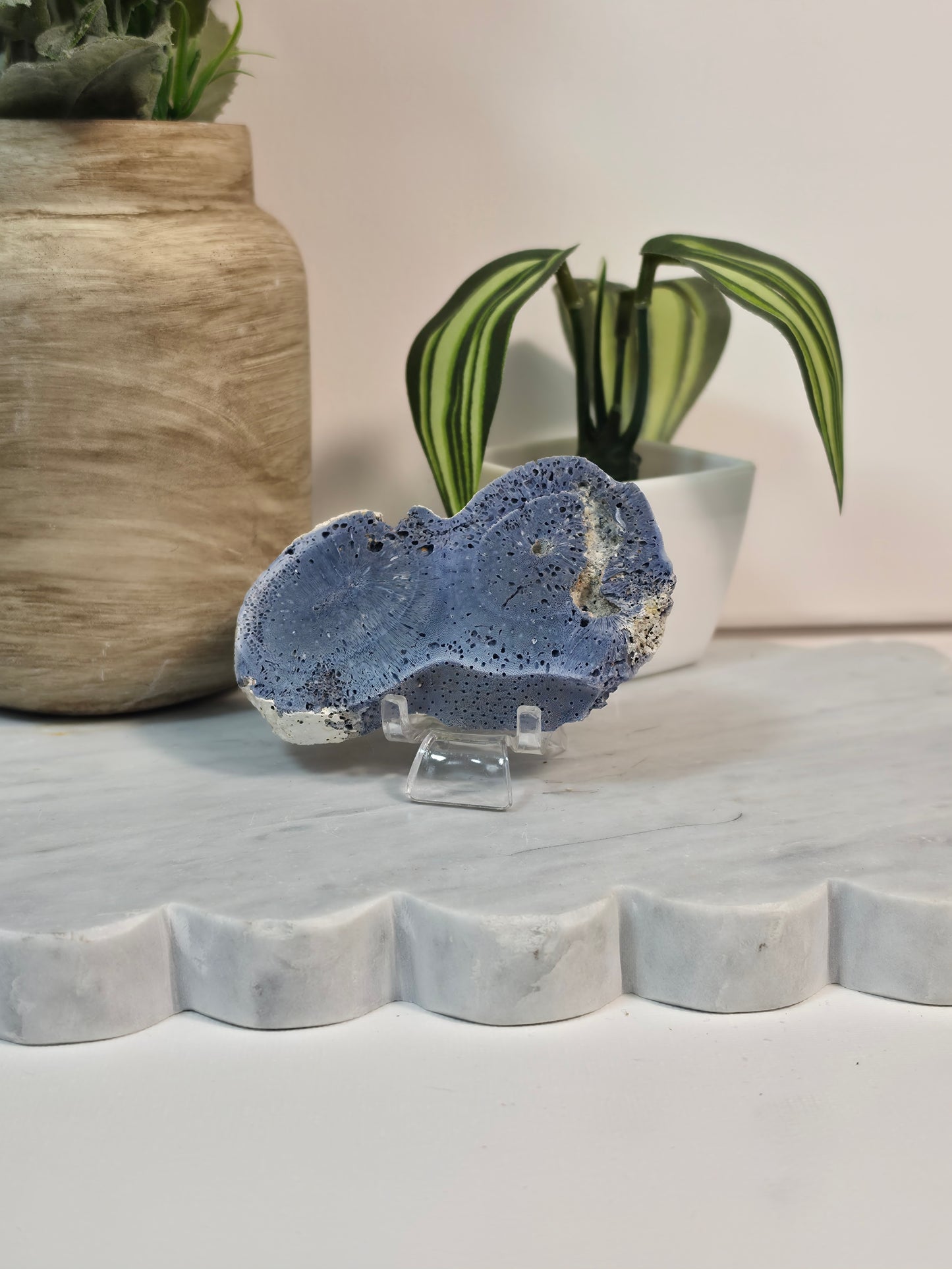 Blue Coral Fossil - 16B