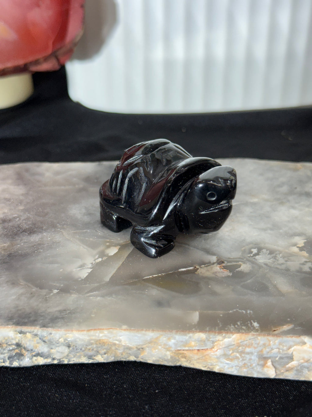 Tortoise Multiple Materials