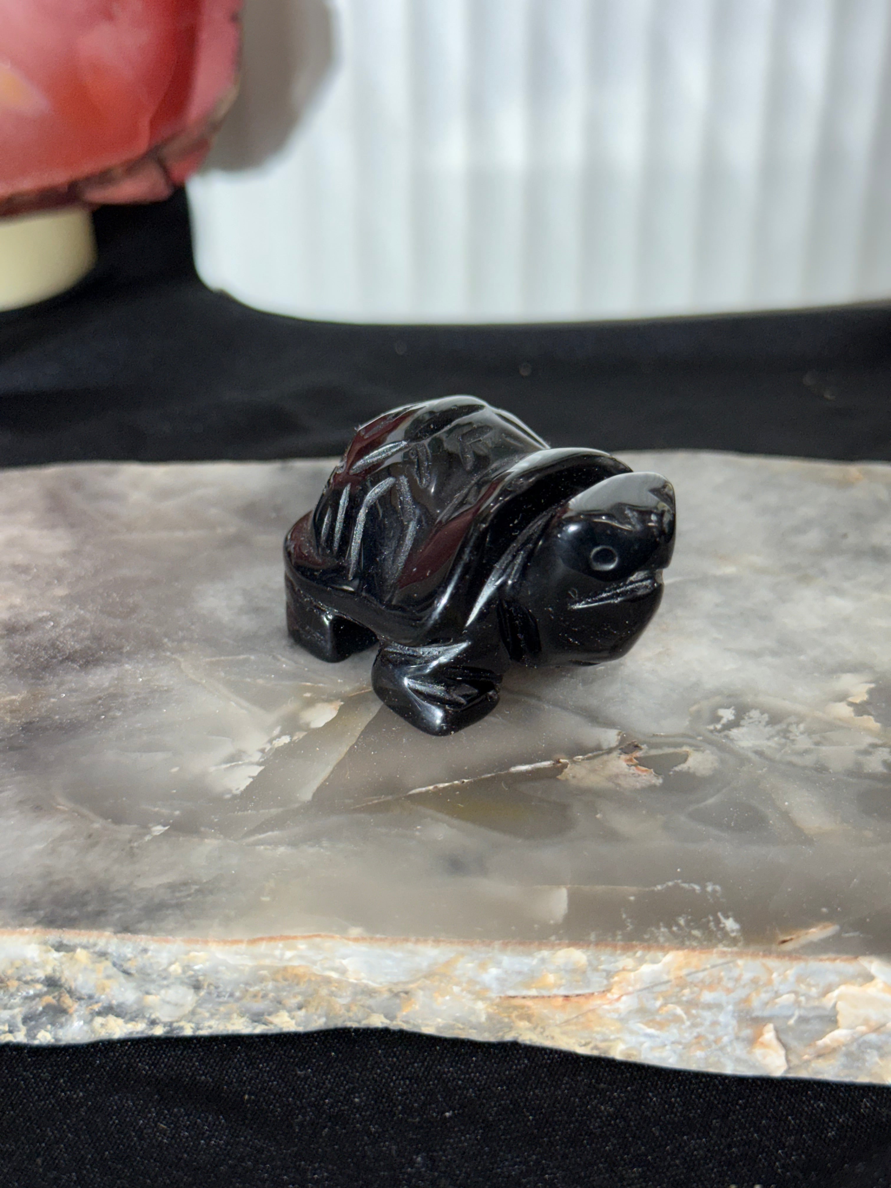 Tortoise Multiple Materials