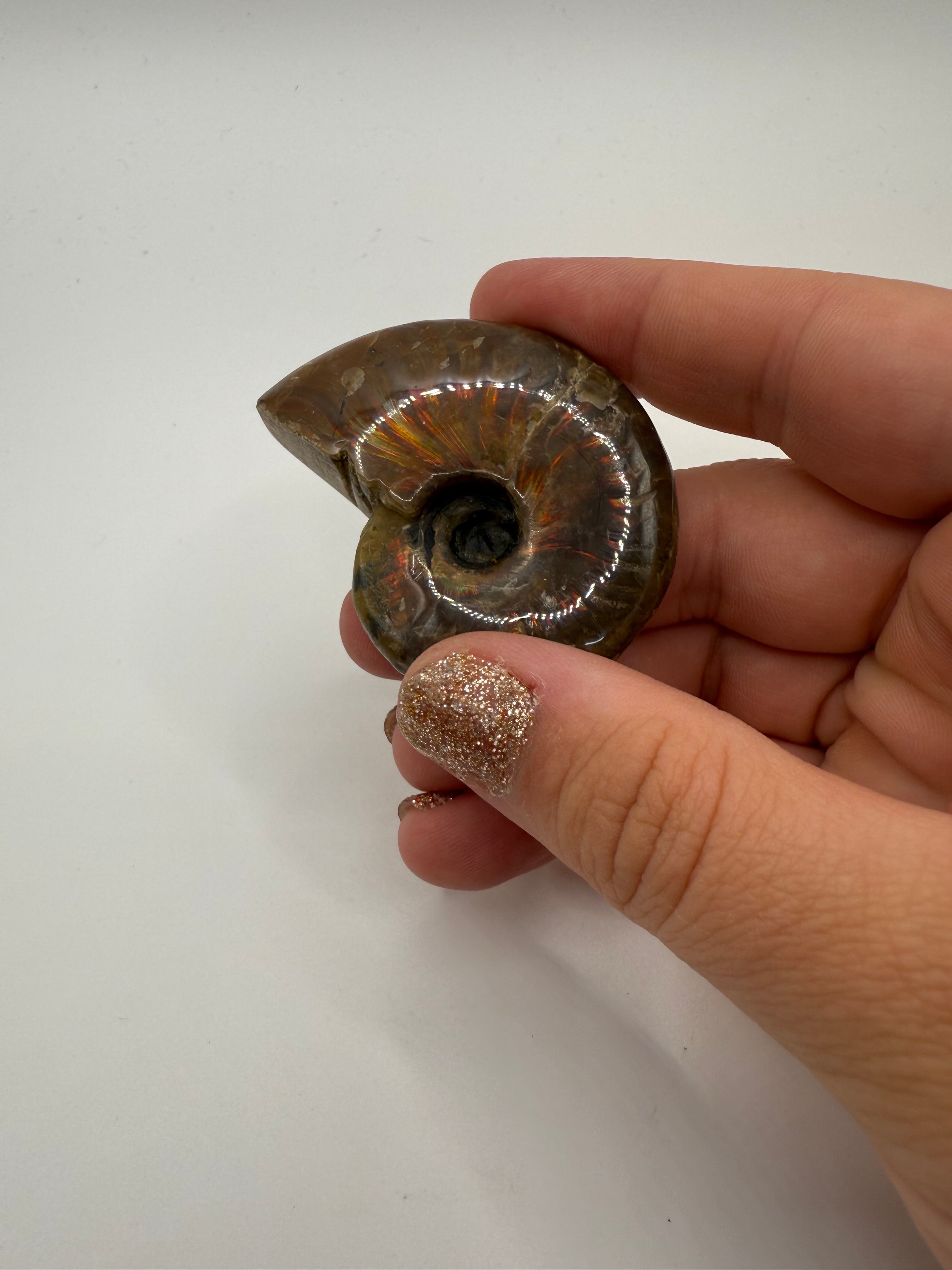 Ammonite Fossil