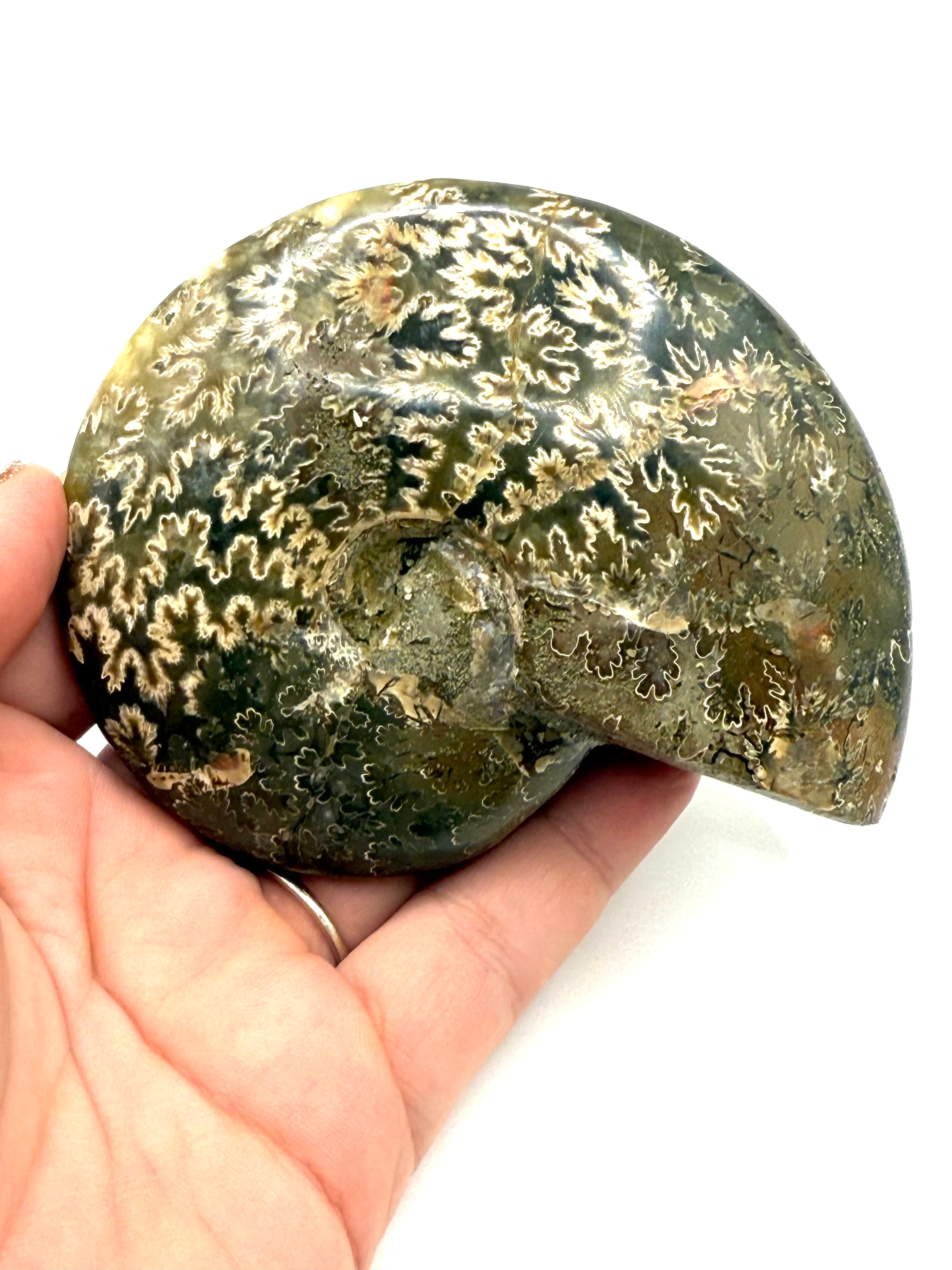 Ammonite Fossil - 66A