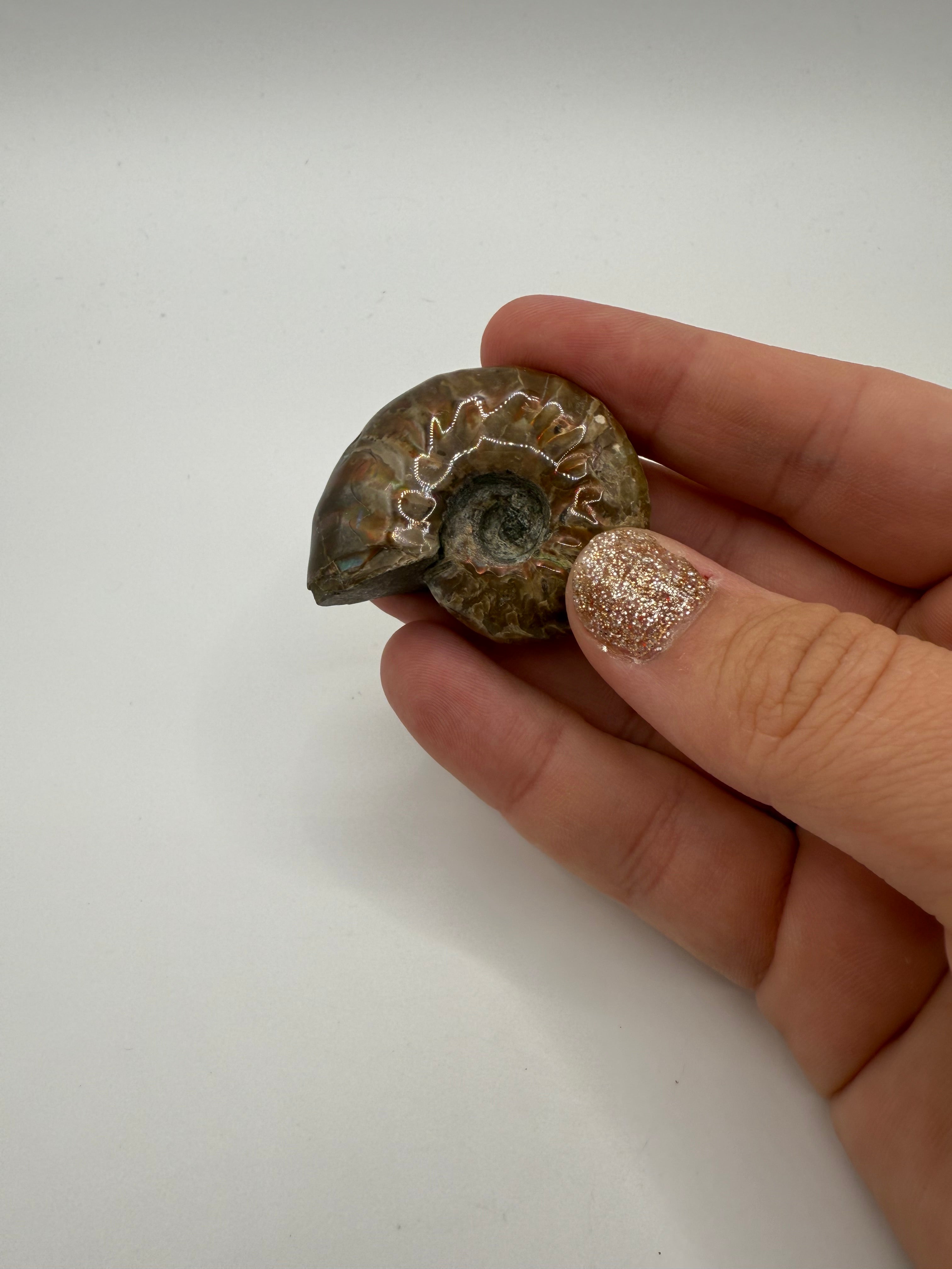Ammonite Fossil