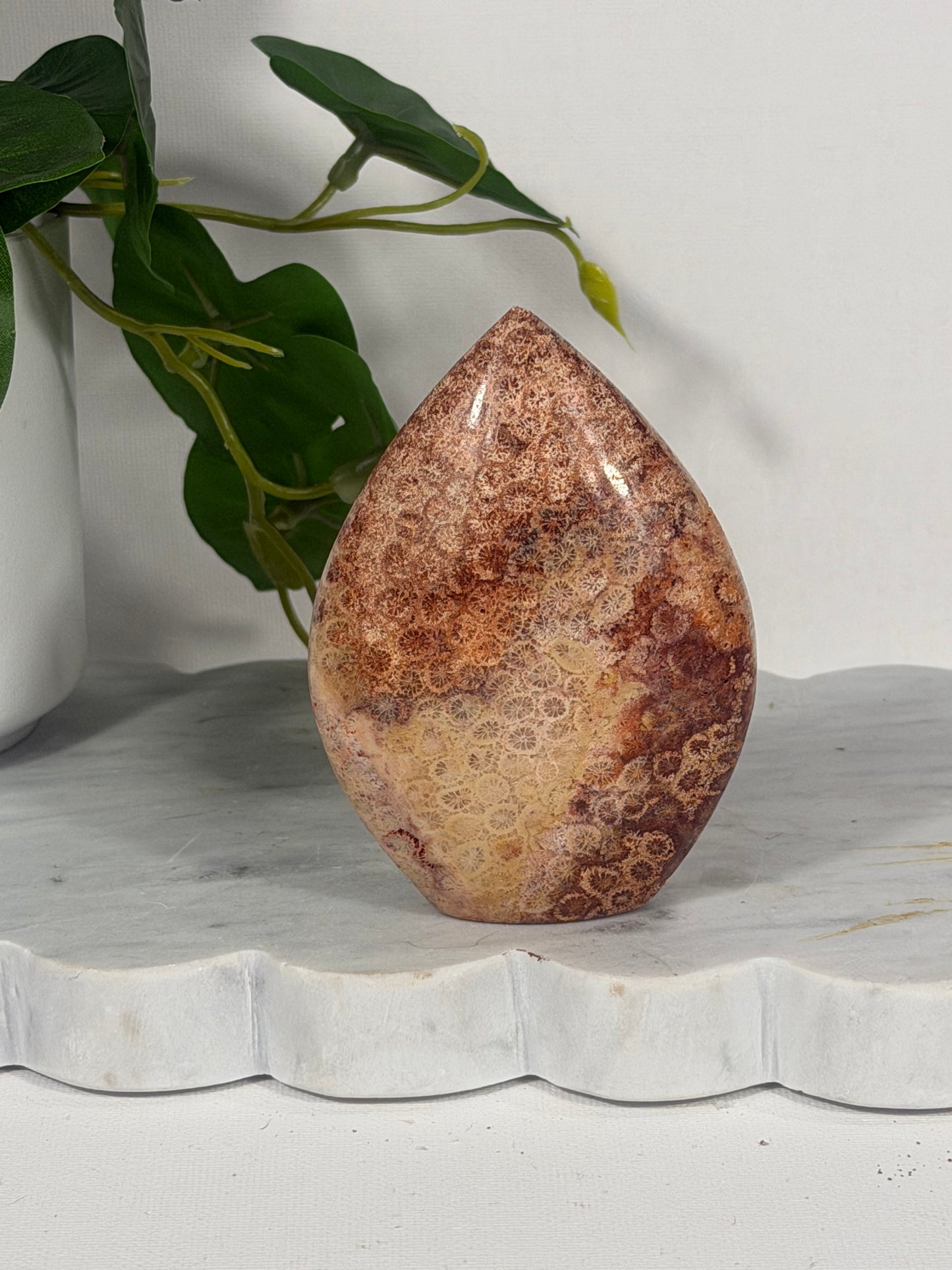 Red Coral Fossil Freeform
