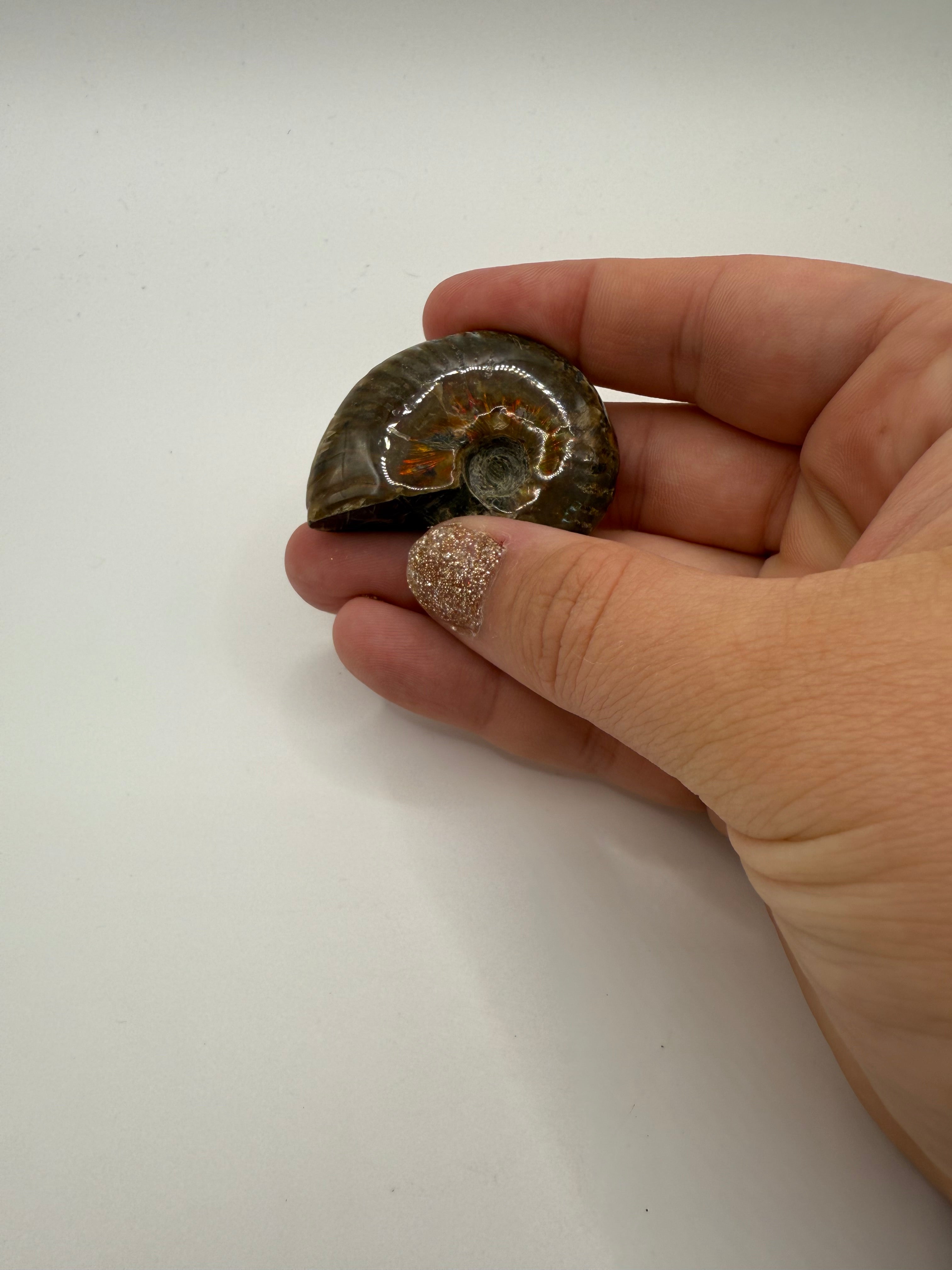 Ammonite Fossil