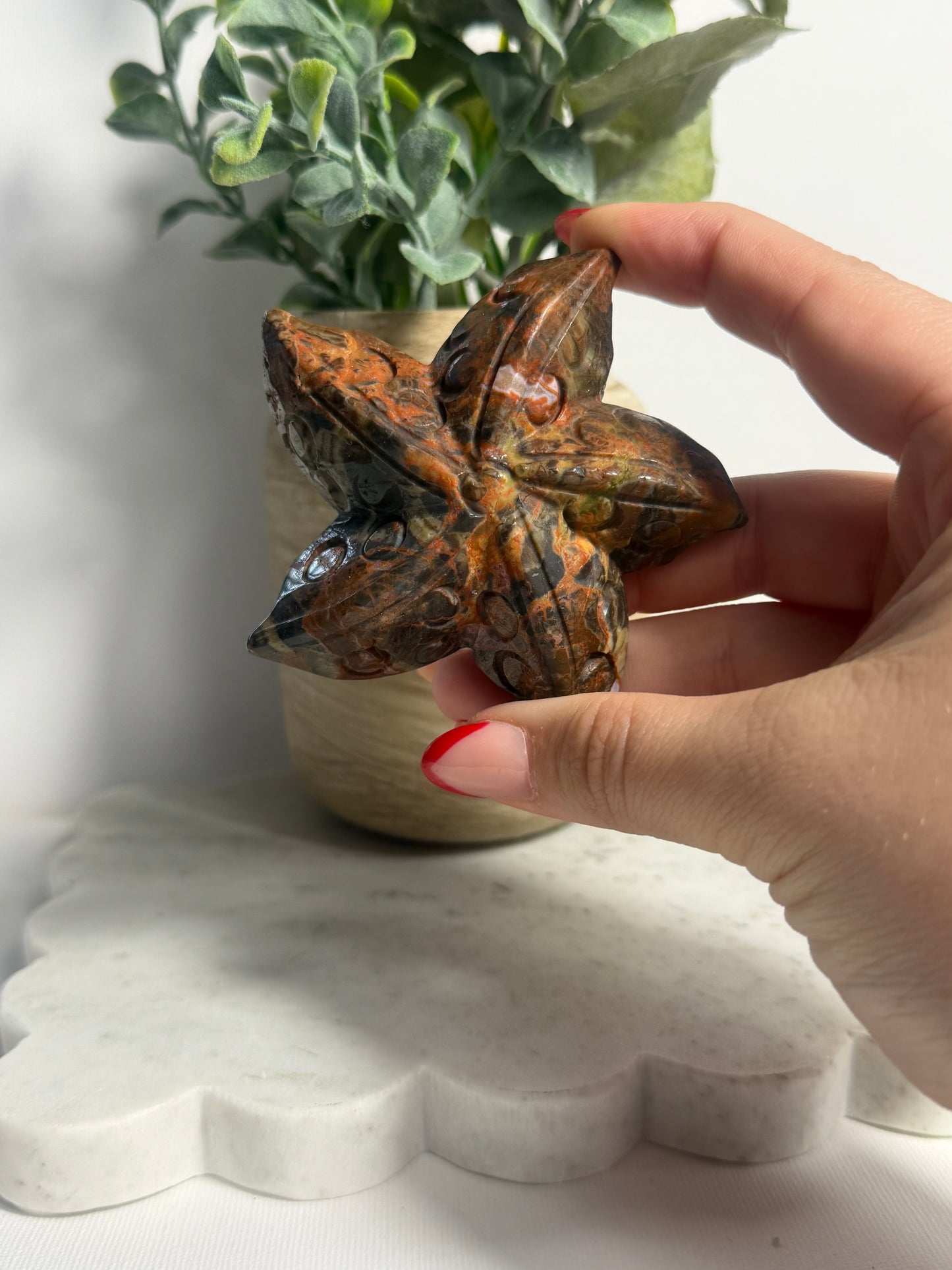 Money Agate Starfish