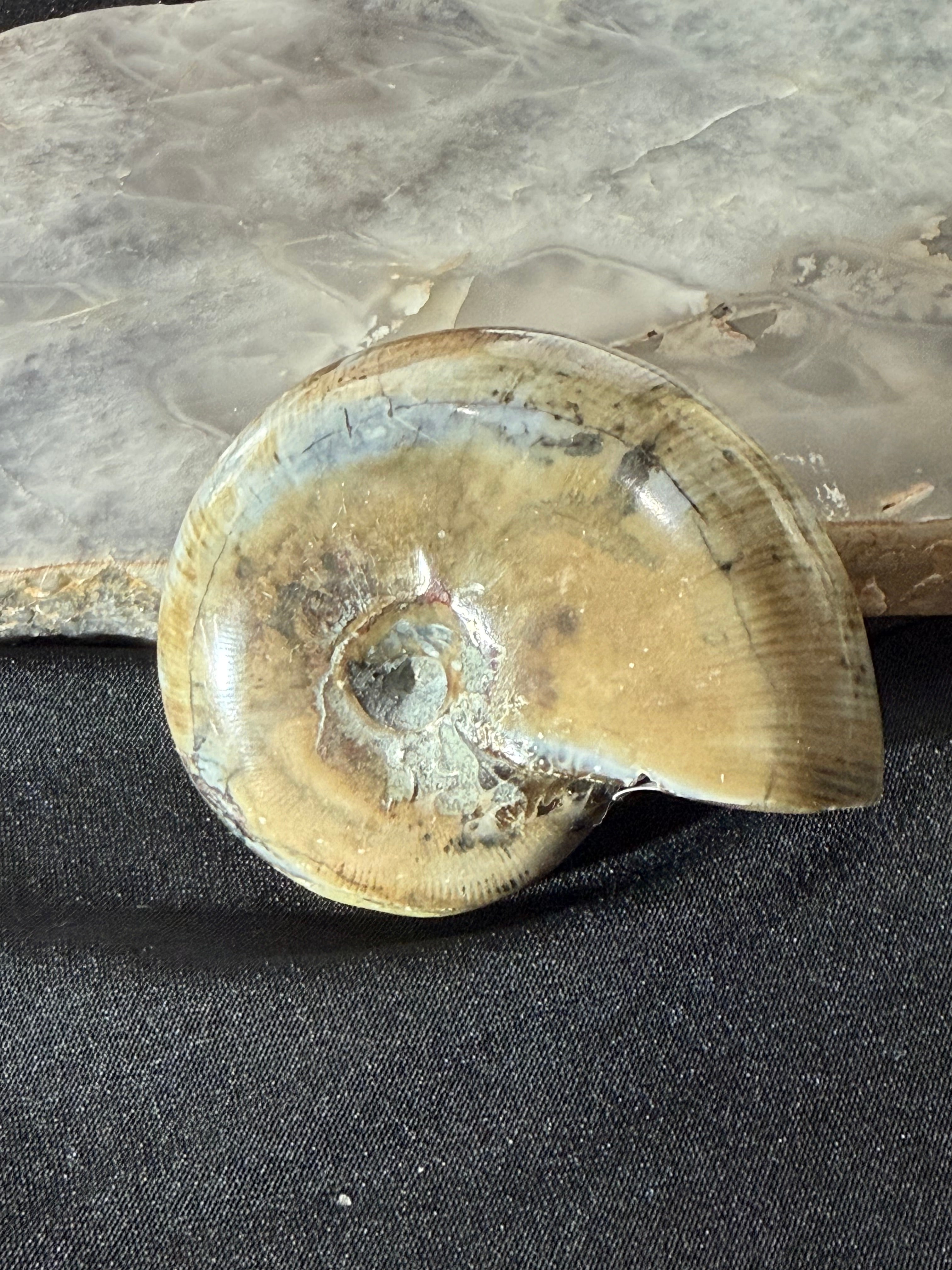 Ammonite Fossil - 44