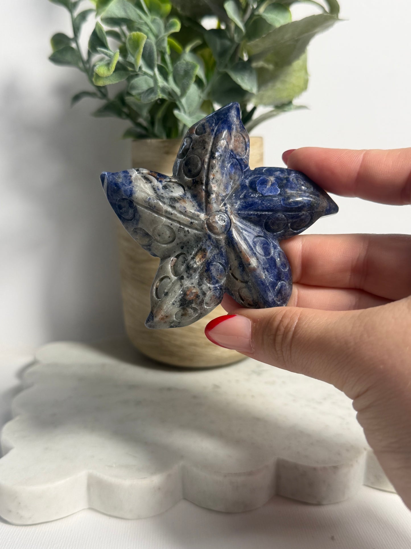 Sodalite Starfish