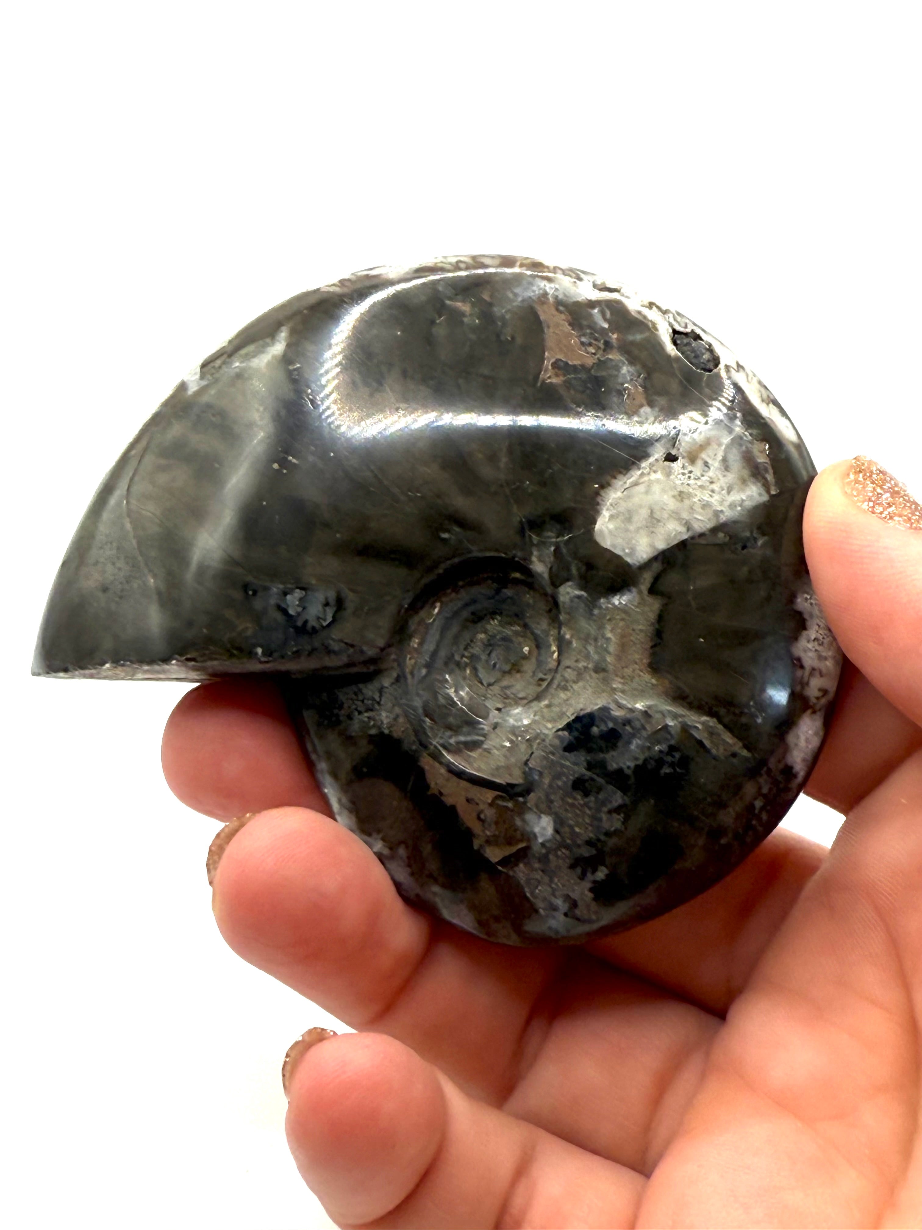 Ammonite Fossil - 55A