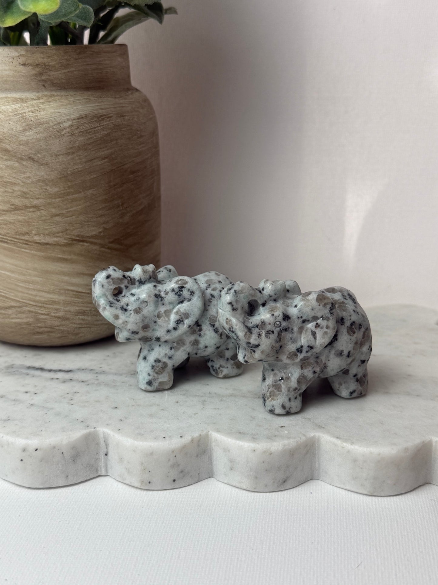 Kiwi Jasper Elephants