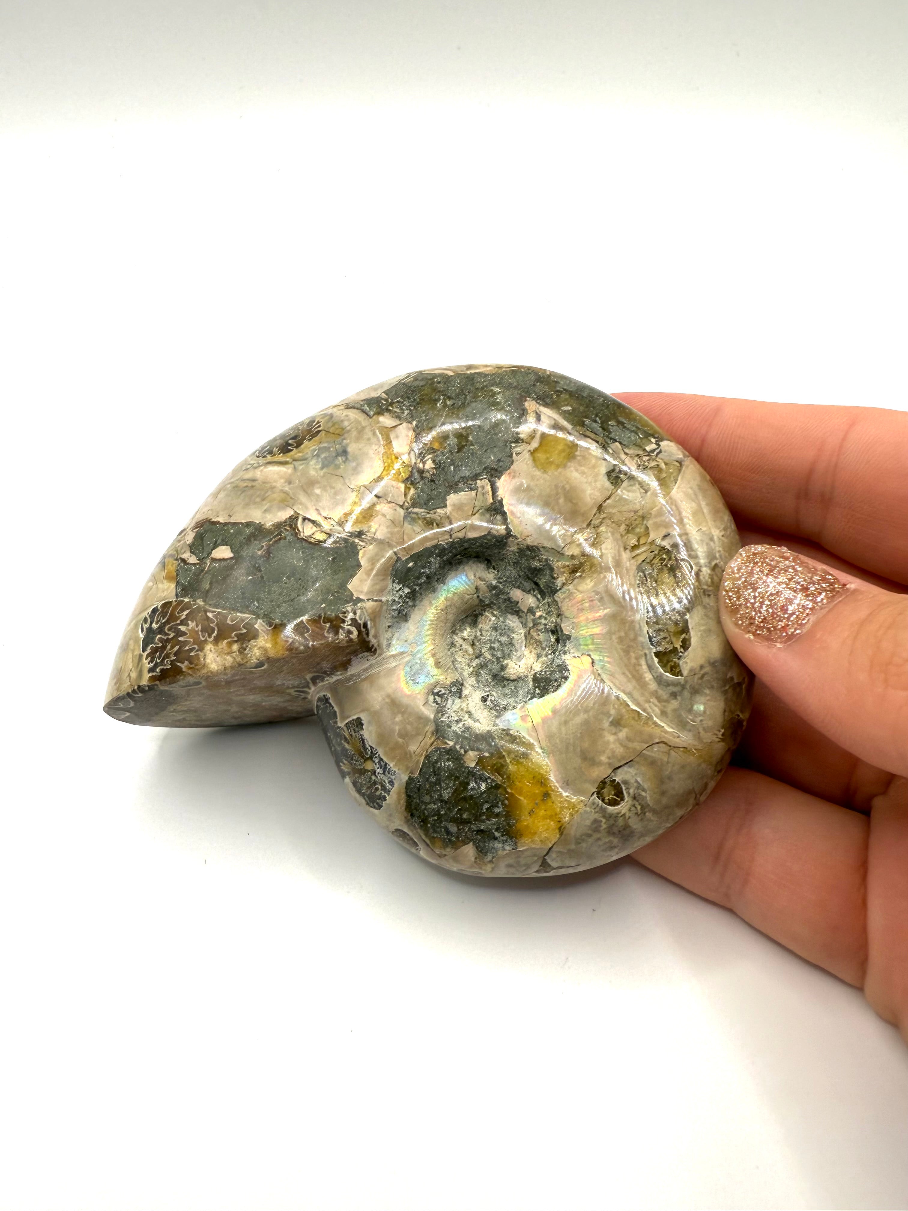 Ammonite Fossil - 54A