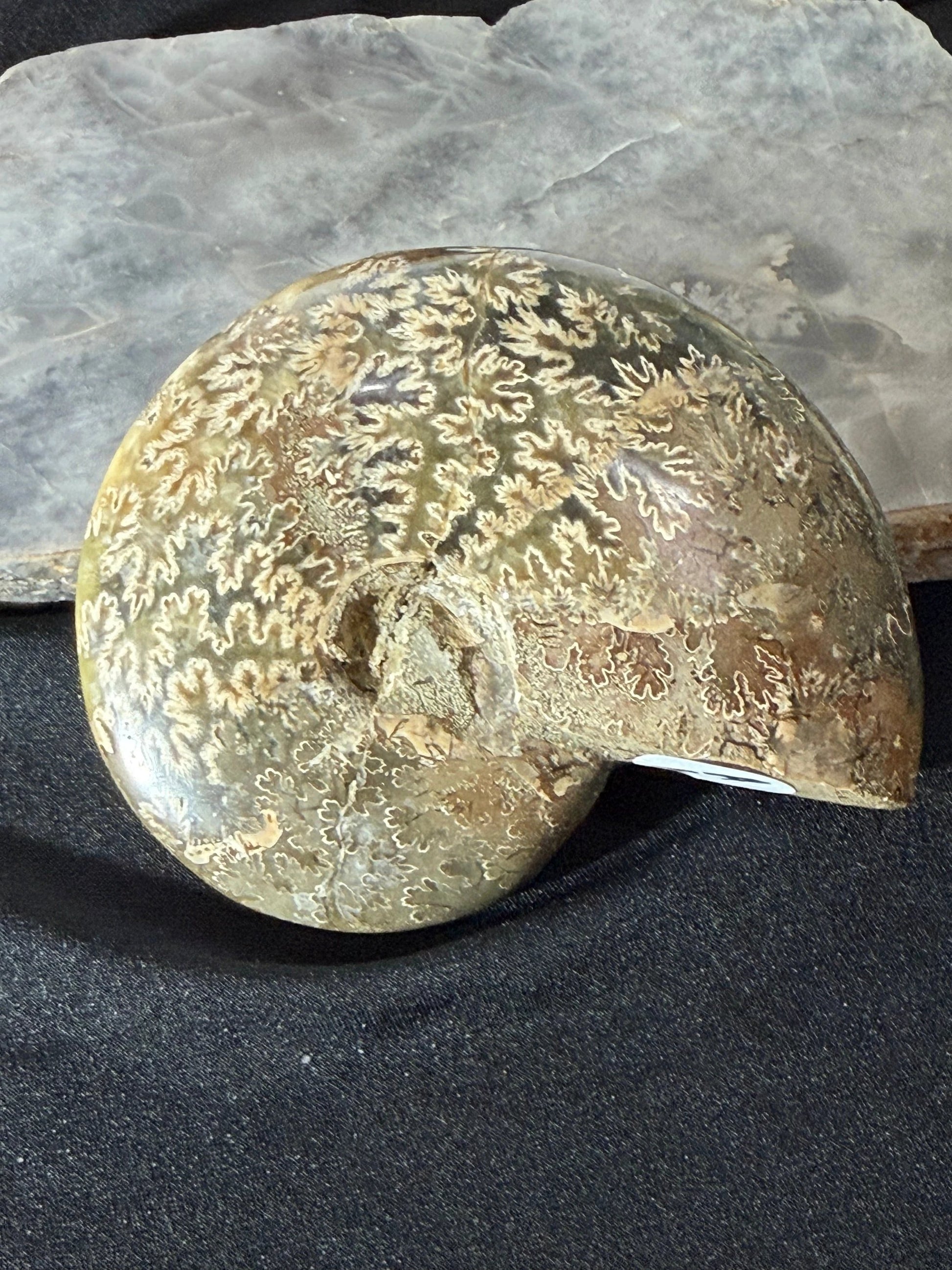 Ammonite Fossil Specimen, Coiled Ammonite Shell In Matrix, Hand Sample by Heartstone Sanctuary