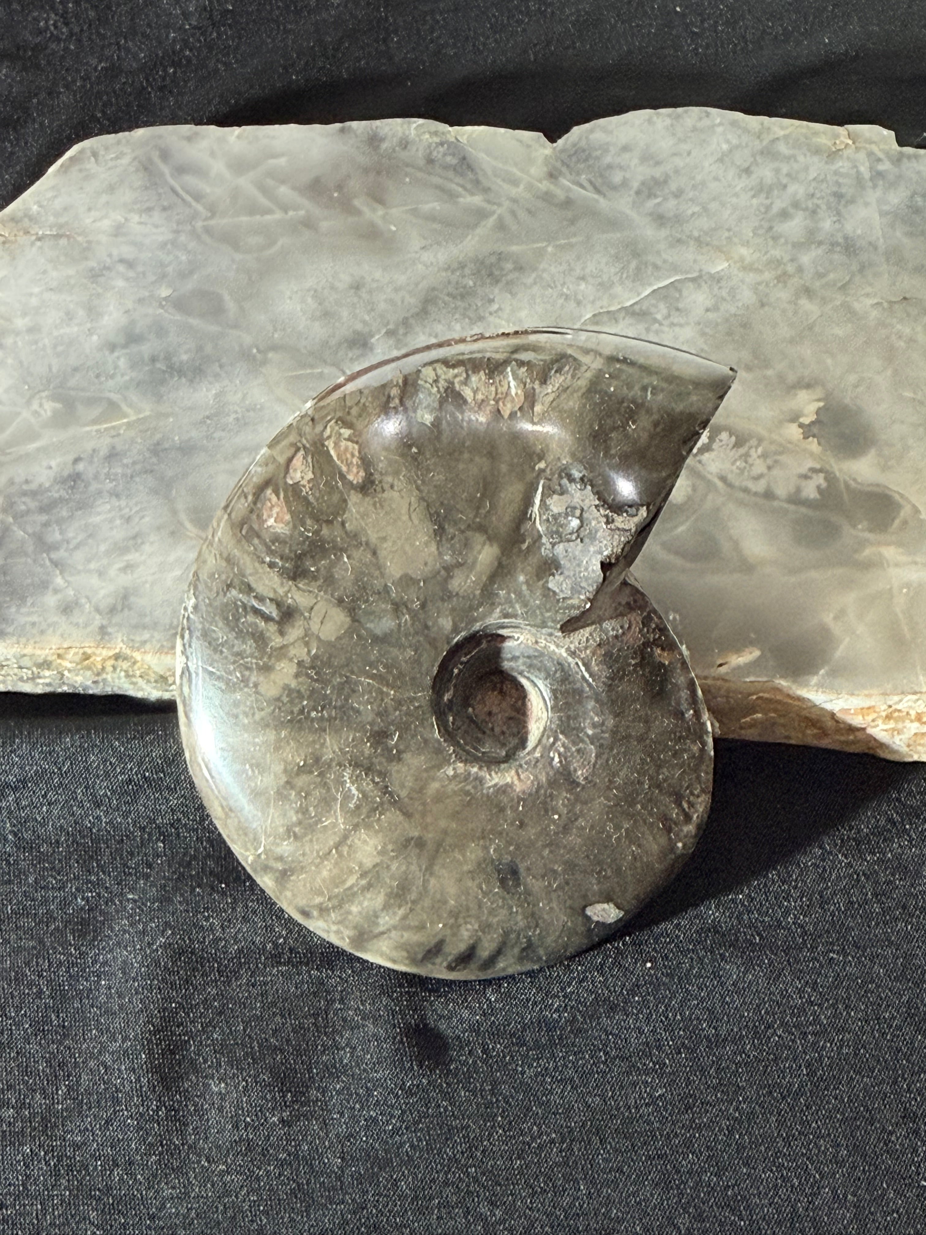 Ammonite Fossil - 33