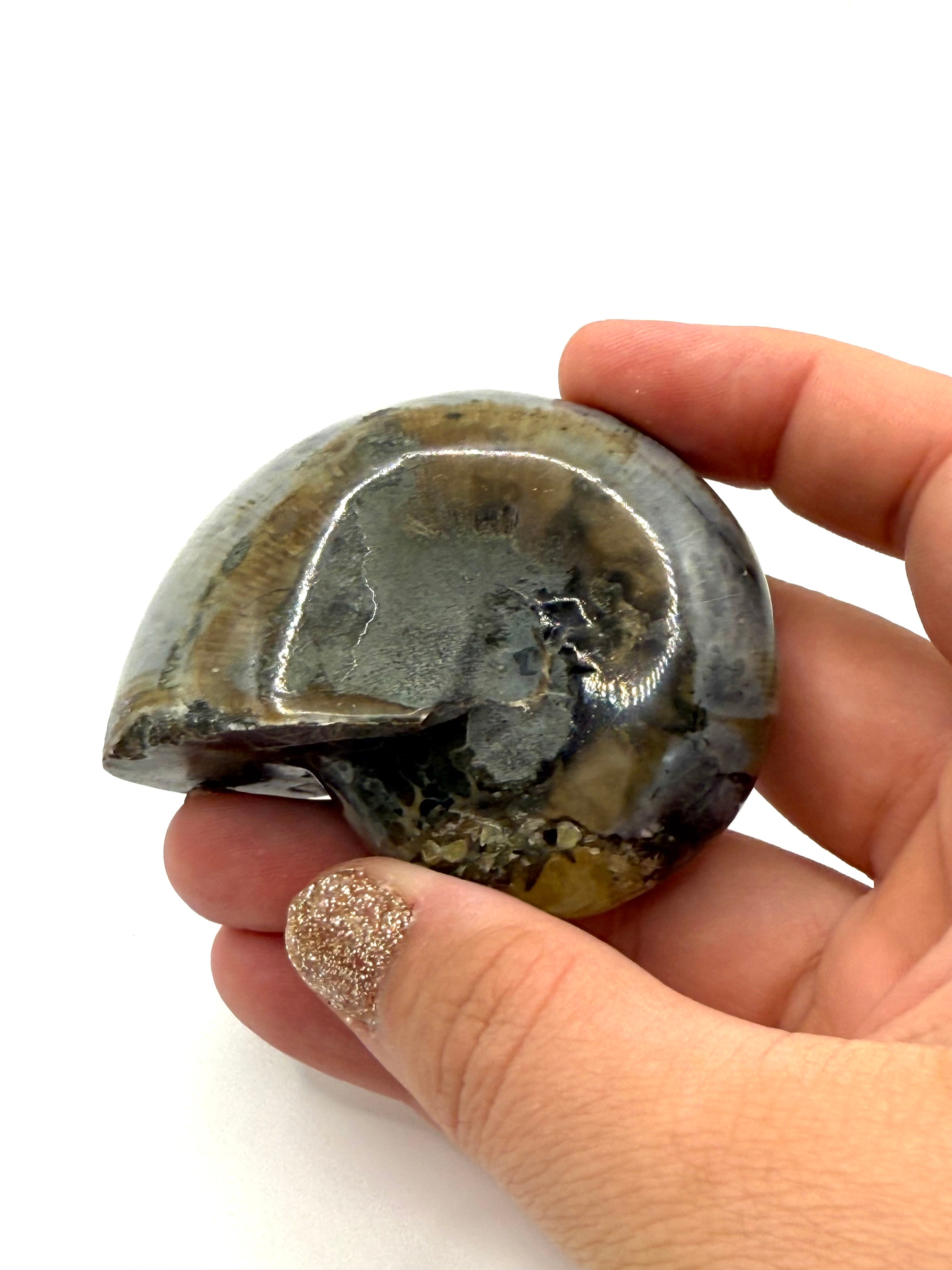 Ammonite Fossil - 33A