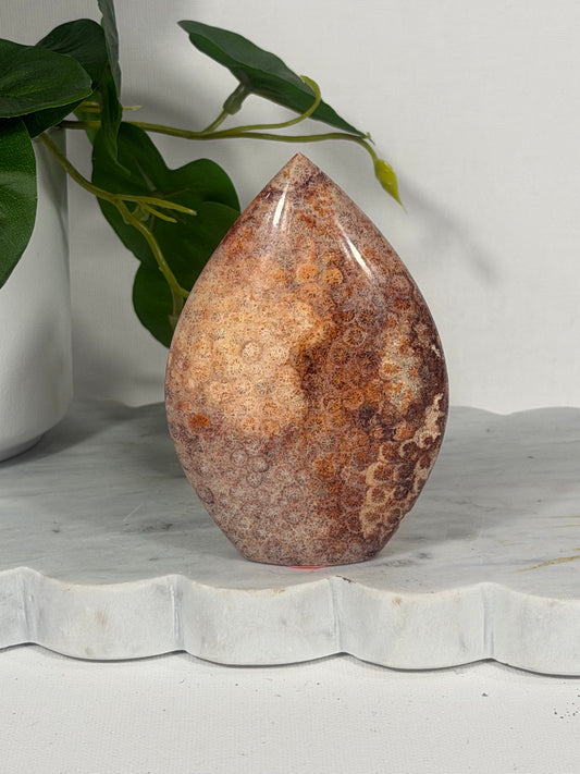 Red Coral Fossil Freeform