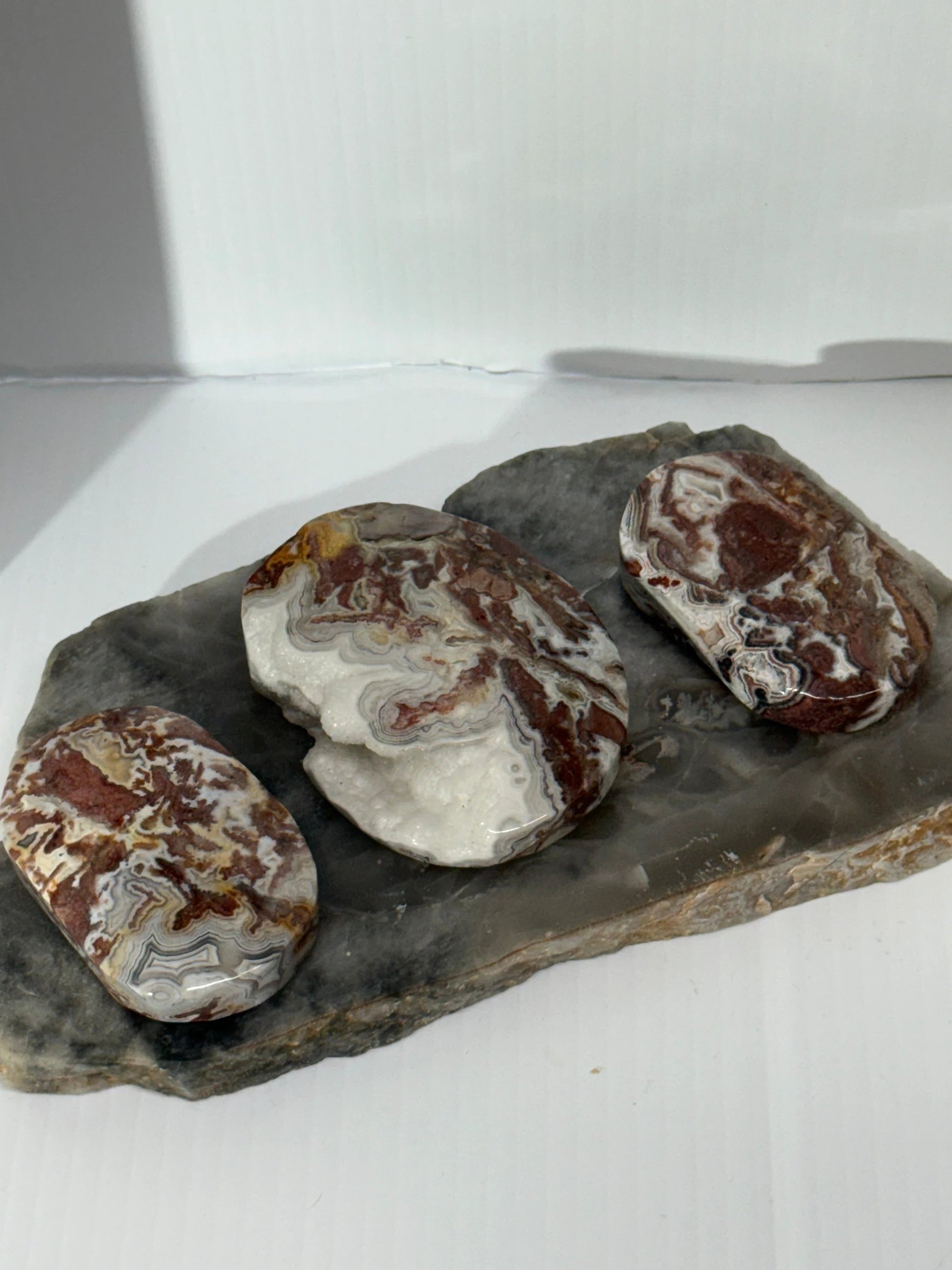 Mexican Agate Palm by Heartstone Sanctuary