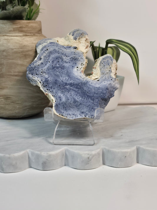 Blue Coral Fossil - 30B