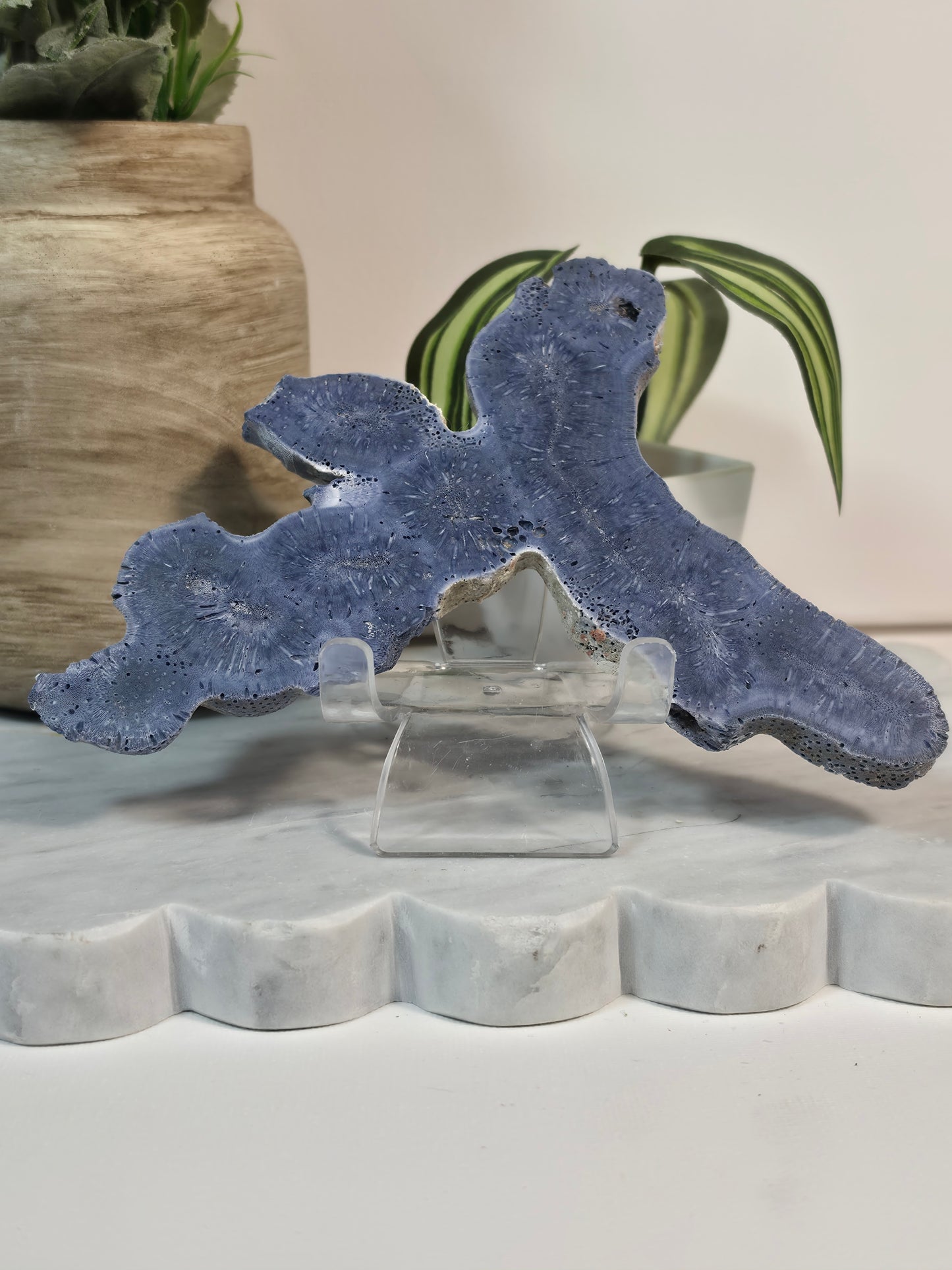 Blue Coral Fossil - 30A