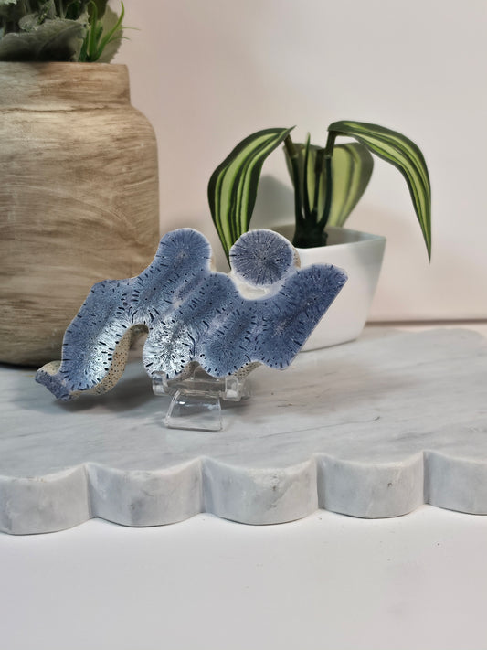 Blue Coral Fossil - 24A