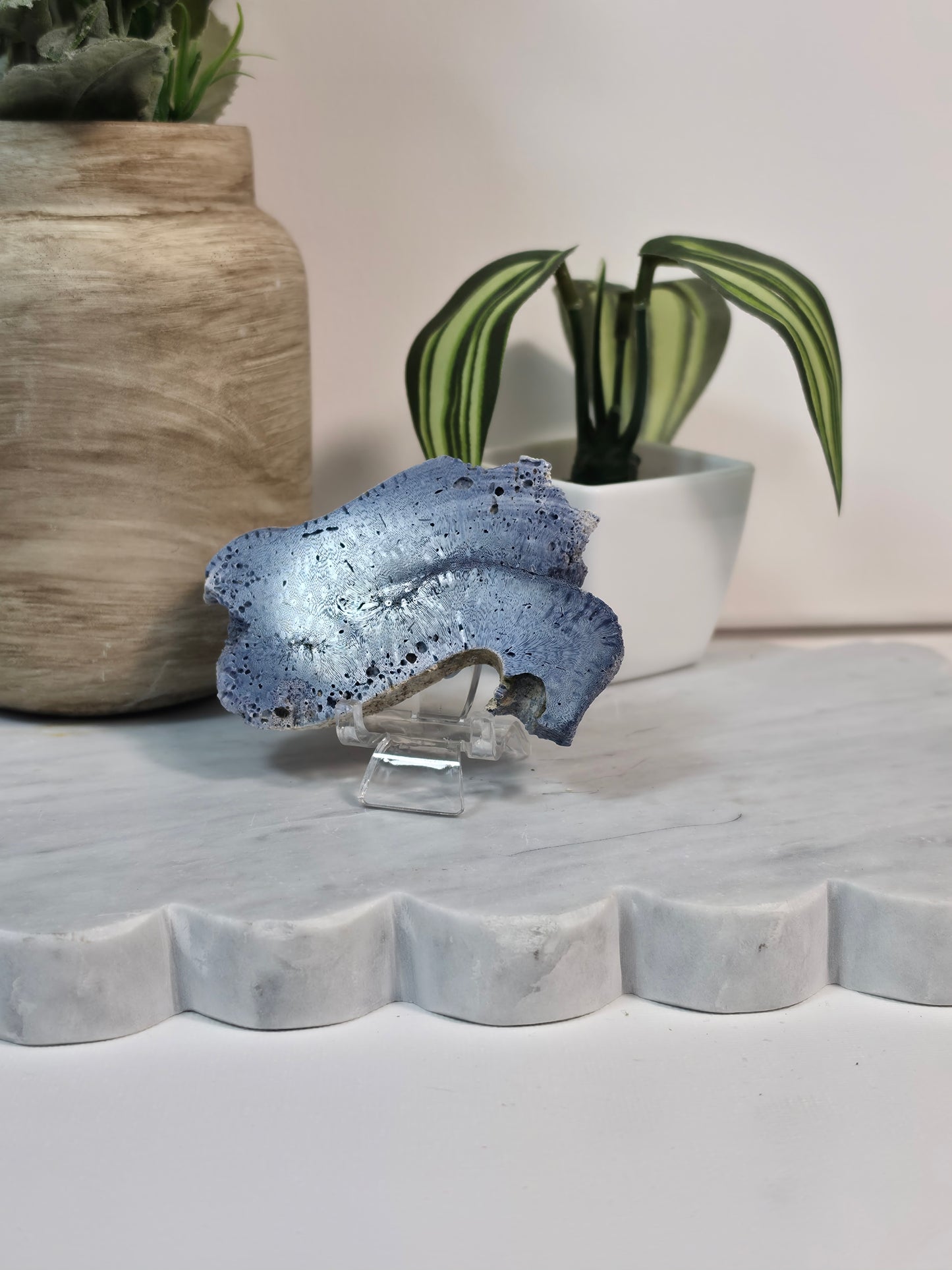 Blue Coral Fossil - 16A