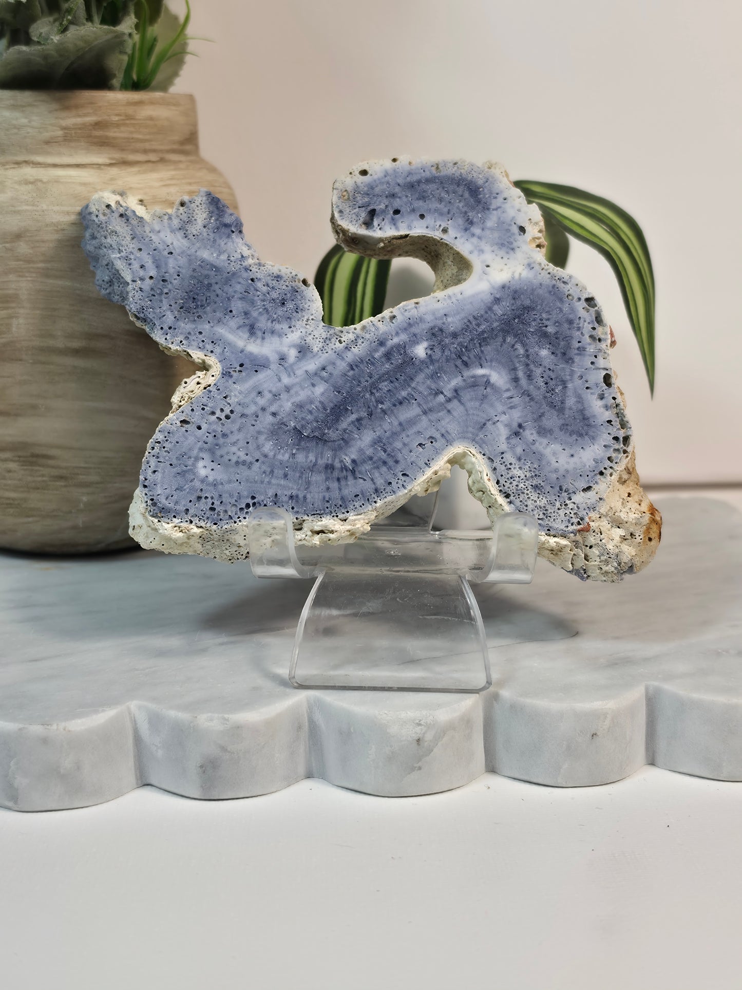 Blue Coral Fossil - 30C