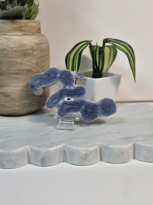 Blue Coral Fossil - 19A